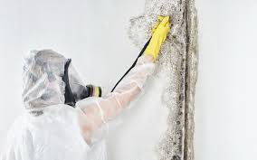 Trusted Burbank, CA Mold Prevention & Removal  Experts